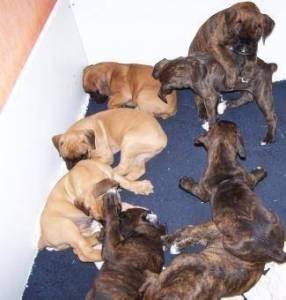 porté de ma chienne Nitro - Boxer (1 mois)