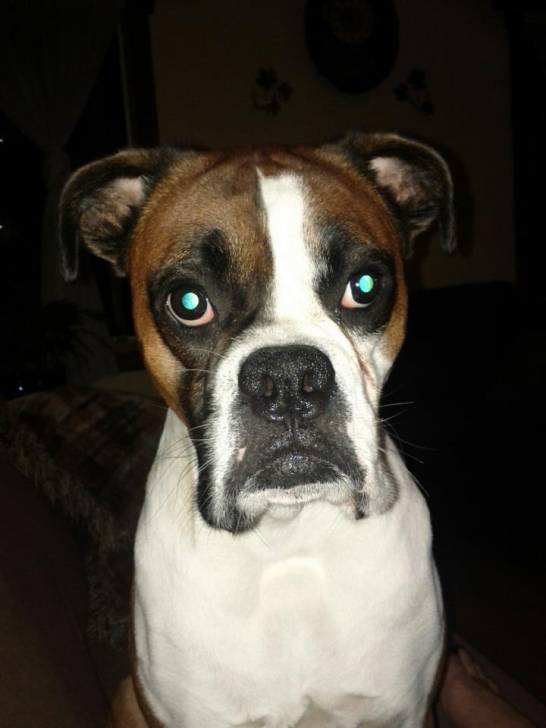 Max - Boxer Mâle (6 ans)
