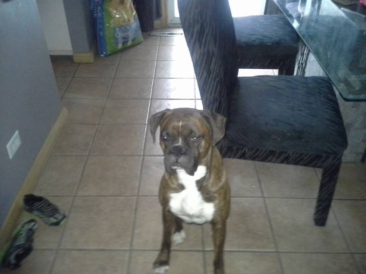 Chato - Boxer
