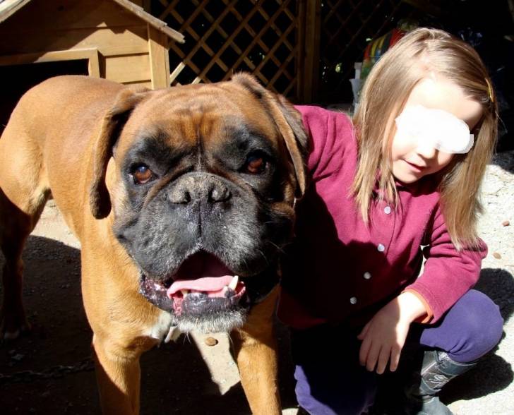 Ulys - Boxer Mâle (9 ans)