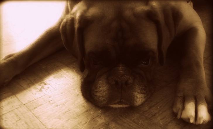 Ulys - Boxer Mâle (9 ans)