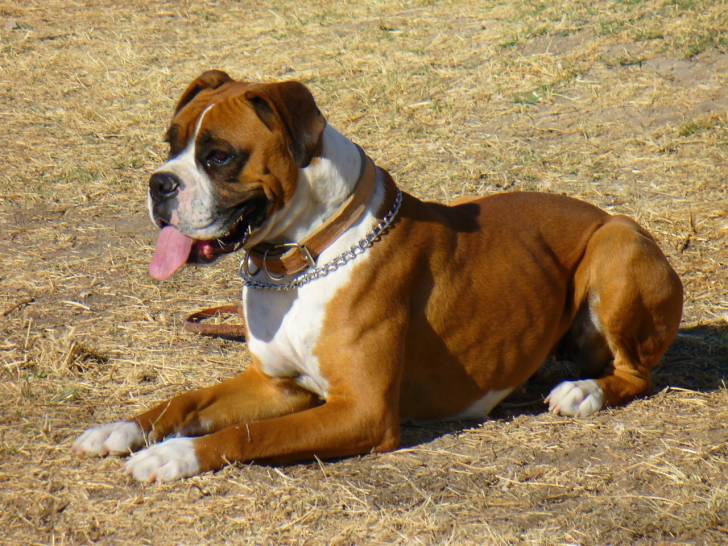 Maicol - Boxer Mâle (2 ans)