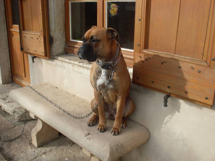 Dolly - Boxer (1 an)