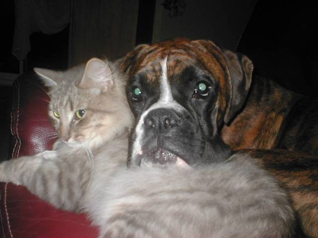 Oggy (chat) et Djorka (chien) - Boxer (2 ans)