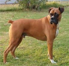 Brutus - Boxer Mâle (6 ans)
