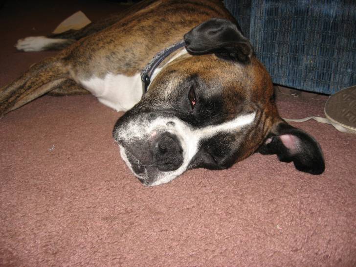 toby - Boxer Mâle (10 ans)