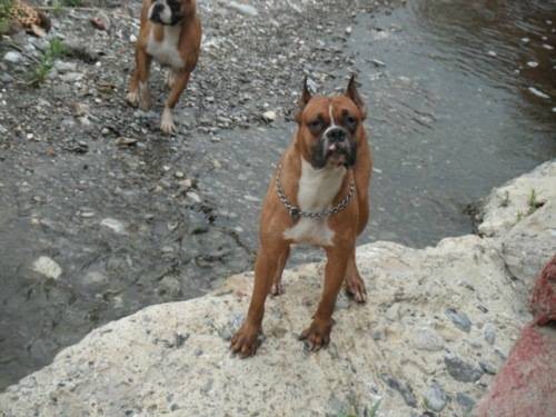 Wolf and Brother - Boxer Mâle