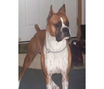 Charly - Boxer Mâle (3 ans)