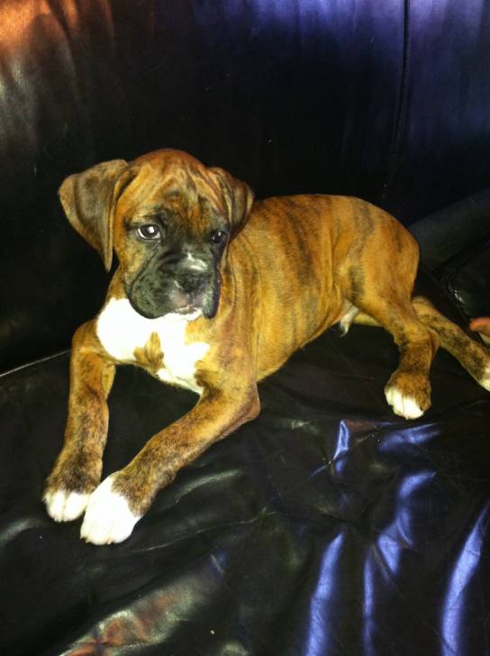 Bruno! - Boxer Mâle (1 an)