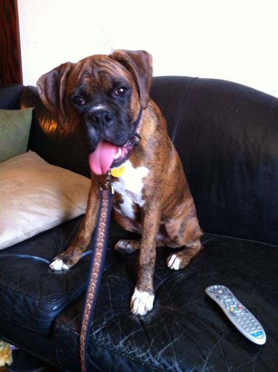Bruno's current age - Boxer Mâle (1 an)