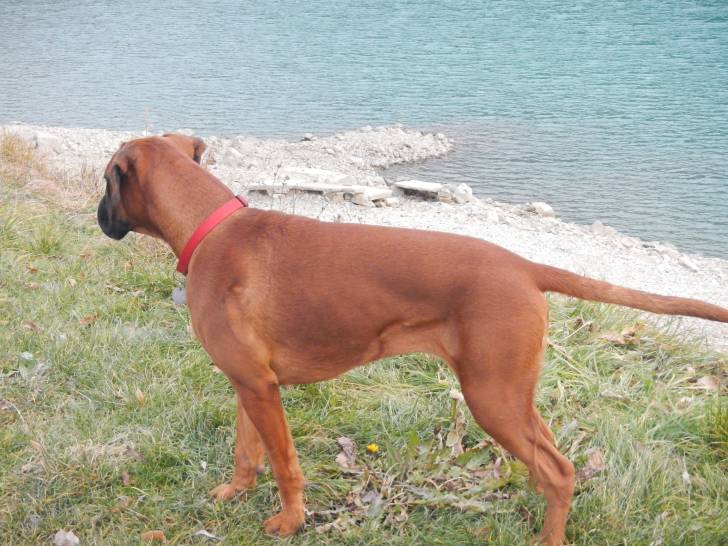 Hisis des Loups du Coin de la Fontaine - Boxer (8 mois)
