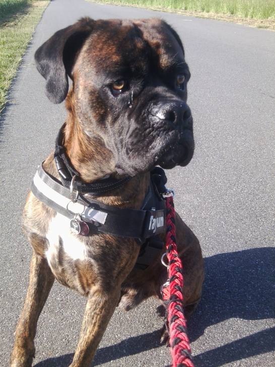 Tayfun - Boxer Mâle (3 ans)