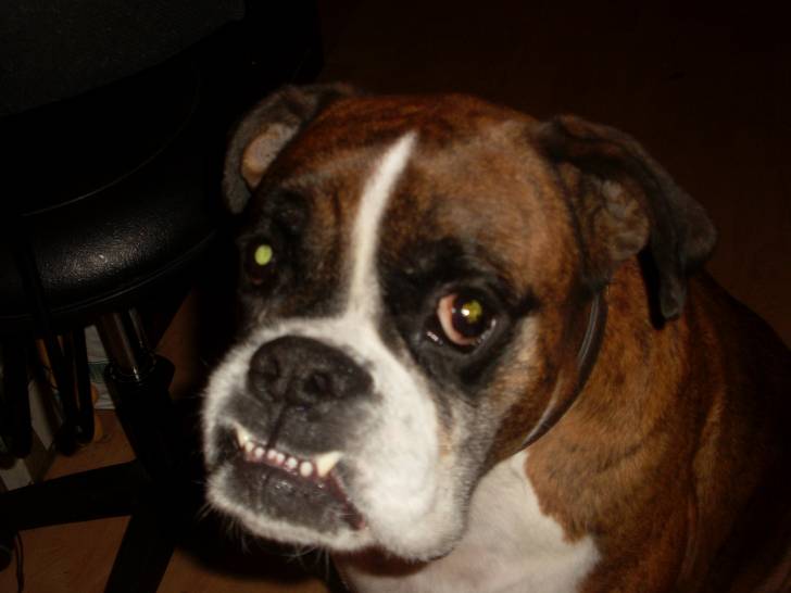urgo - Boxer Mâle (2 ans)