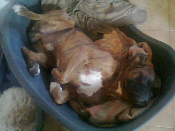 Eko - Boxer Mâle (5 ans)
