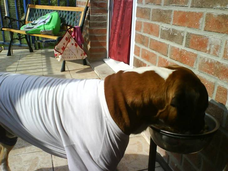 alex - Boxer Mâle (4 ans)