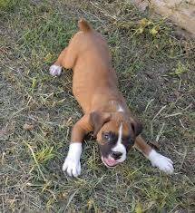 sofy - Boxer (8 mois)