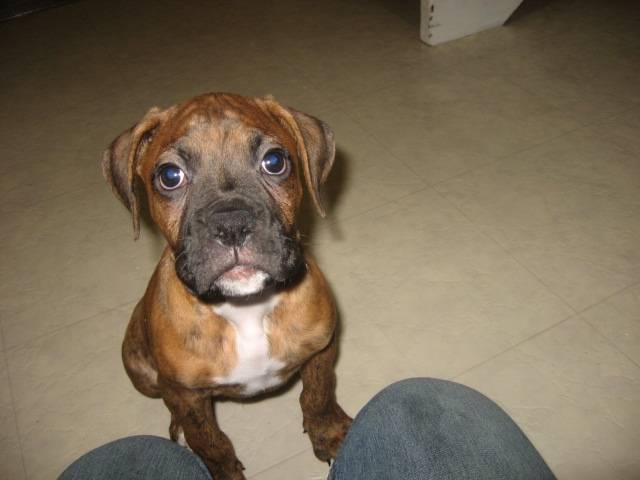 Bud - Boxer Mâle (3 mois)