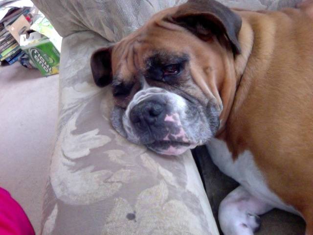 Sandy - Boxer (9 ans)