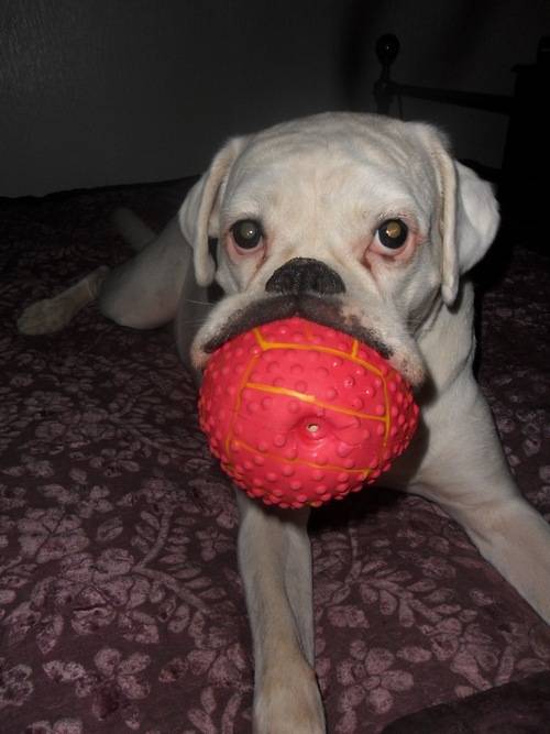 Sally - Boxer (8 ans)