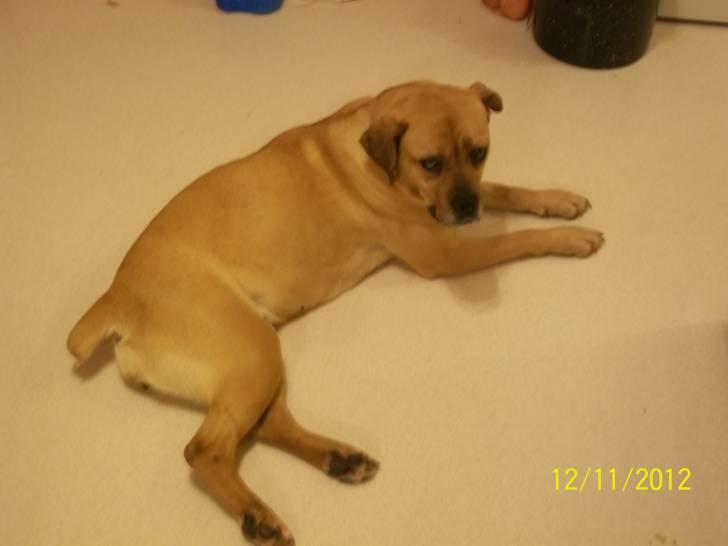 Sugar - Boxer (3 ans)