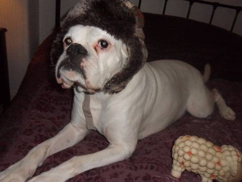 Sally - Boxer (8 ans)