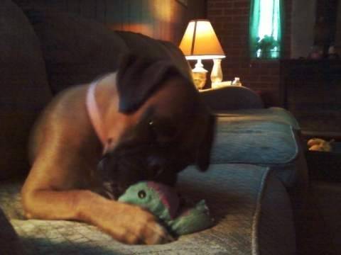 coco - Boxer (8 mois)