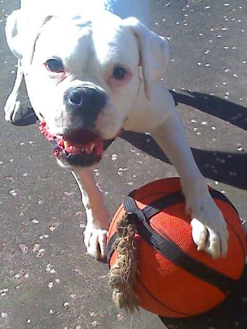 Sally - Boxer (8 ans)