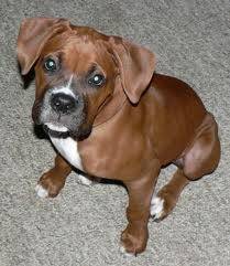 Starr - Boxer Mâle