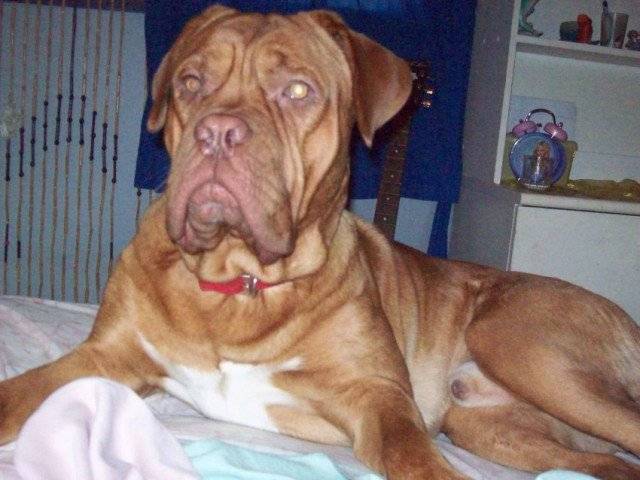 ti-mouche - Boxer (1 mois)