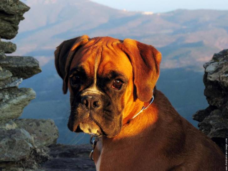 disco - Boxer Mâle (8 mois)