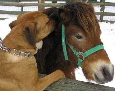 RUFUS ET LUCIOLE - Boxer Mâle (6 ans)