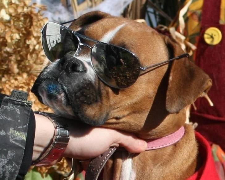 Bella - Boxer (2 ans)