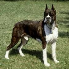 Chato - Boxer Mâle (2 ans)