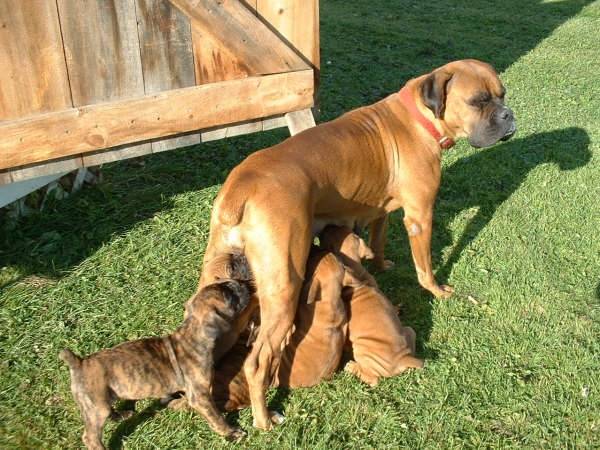 mikka - Boxer (2 mois)