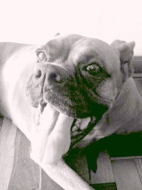 kiara - Boxer (10 ans)