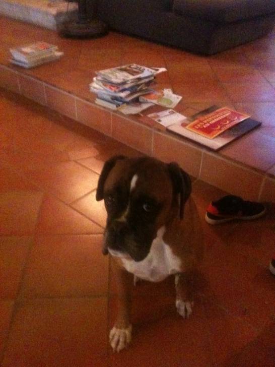 Lola - Boxer (5 ans)