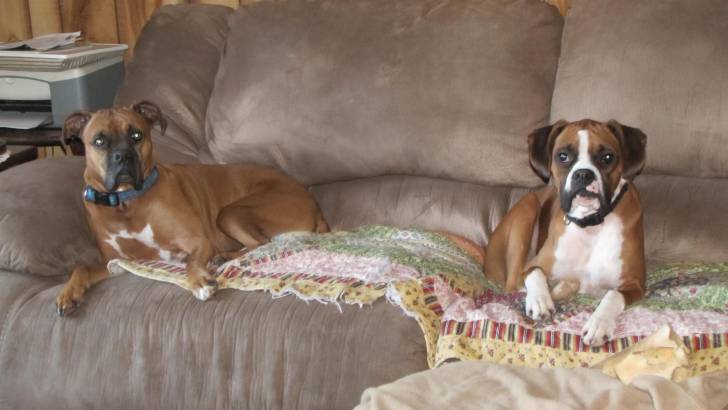 Brinn and Brody - Boxer