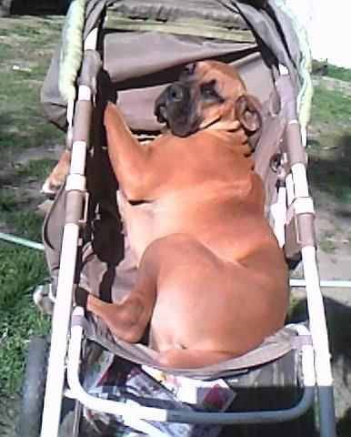 Daisy - Boxer (1 an)
