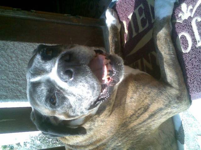 Billy - Boxer Mâle (7 mois)