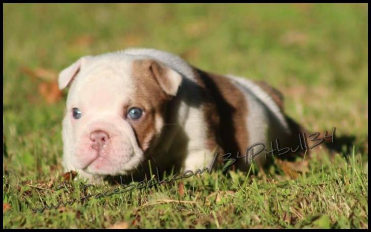 Princesa - Boxer (1 mois)