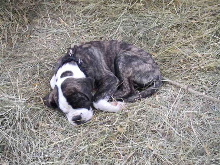 Kio - Boxer Mâle (6 mois)