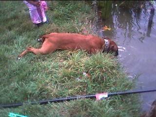 kaeta - Boxer (7 mois)
