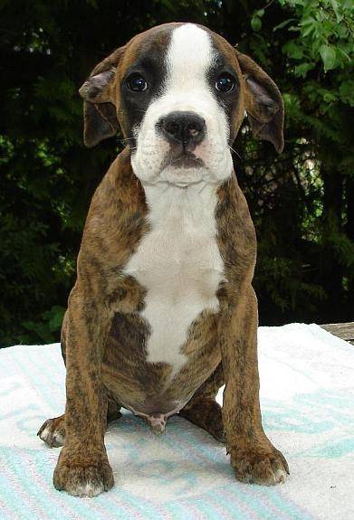 Lennox - Boxer Mâle (1 an)