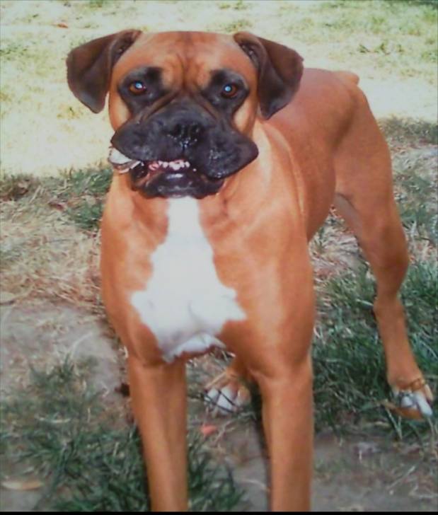 ragga - Boxer (9 ans)
