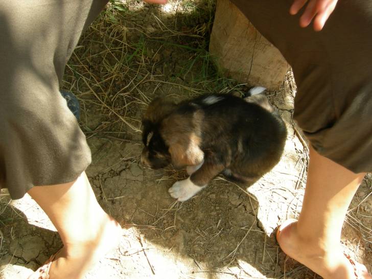 poukie - Boxer Mâle (10 mois)