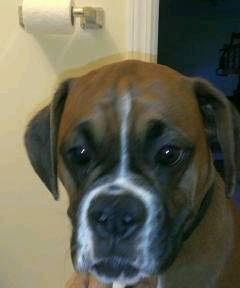 Roxy - Boxer (9 mois)