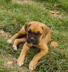 Tobi - Boxer Mâle