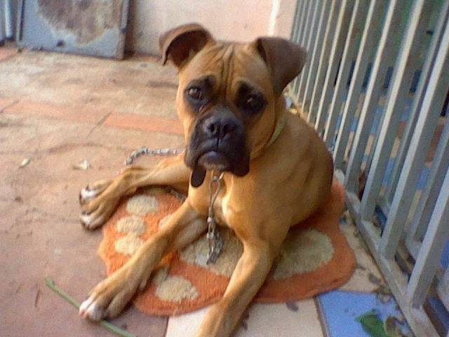 Daly - Boxer (2 ans)