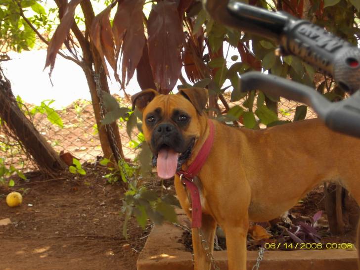 DALY - Boxer (2 ans)