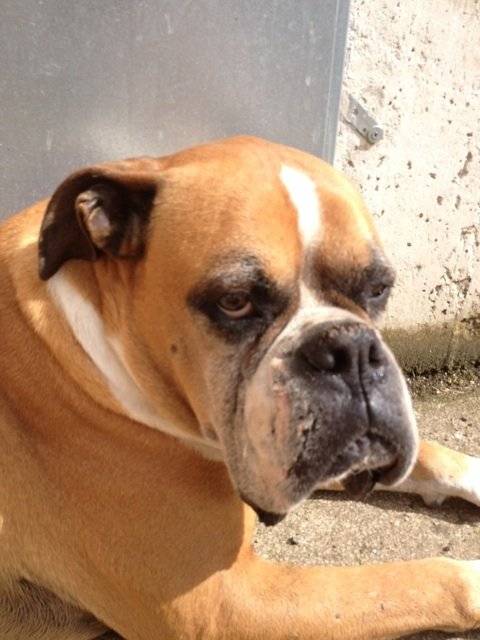 Corneille - Boxer Mâle (9 ans)